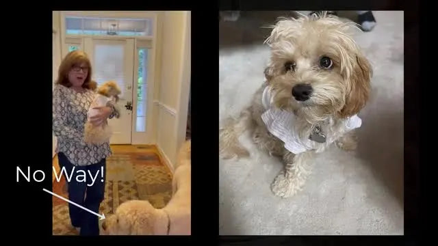 Turn a $1.99 Baby Onesie into a Custom Dog Shirt (and Get Clean Embroidery on Stretchy Knit Without the Headaches)