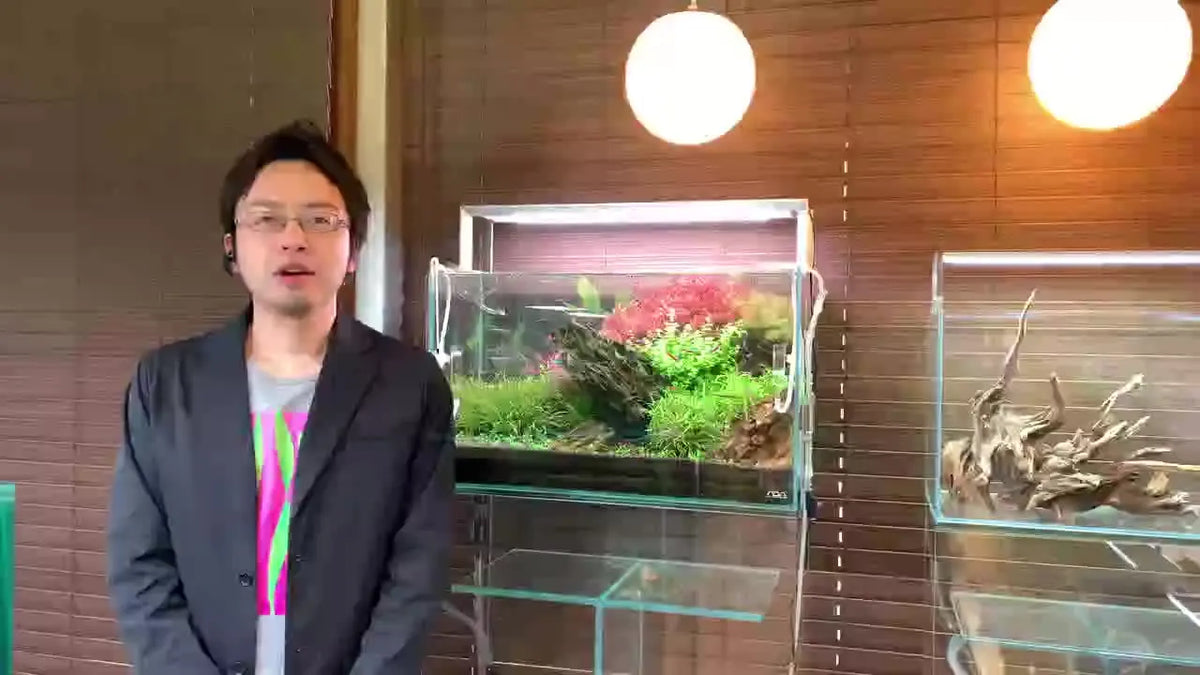 Attaching Willow Moss to Driftwood: A Complete Aquascaping Tutorial